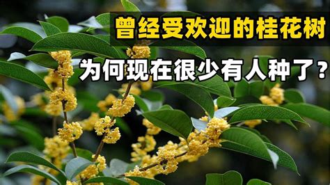 種桂花禁忌|家裡種桂花樹在風水上有什麼講究？這些禁忌要注意！。